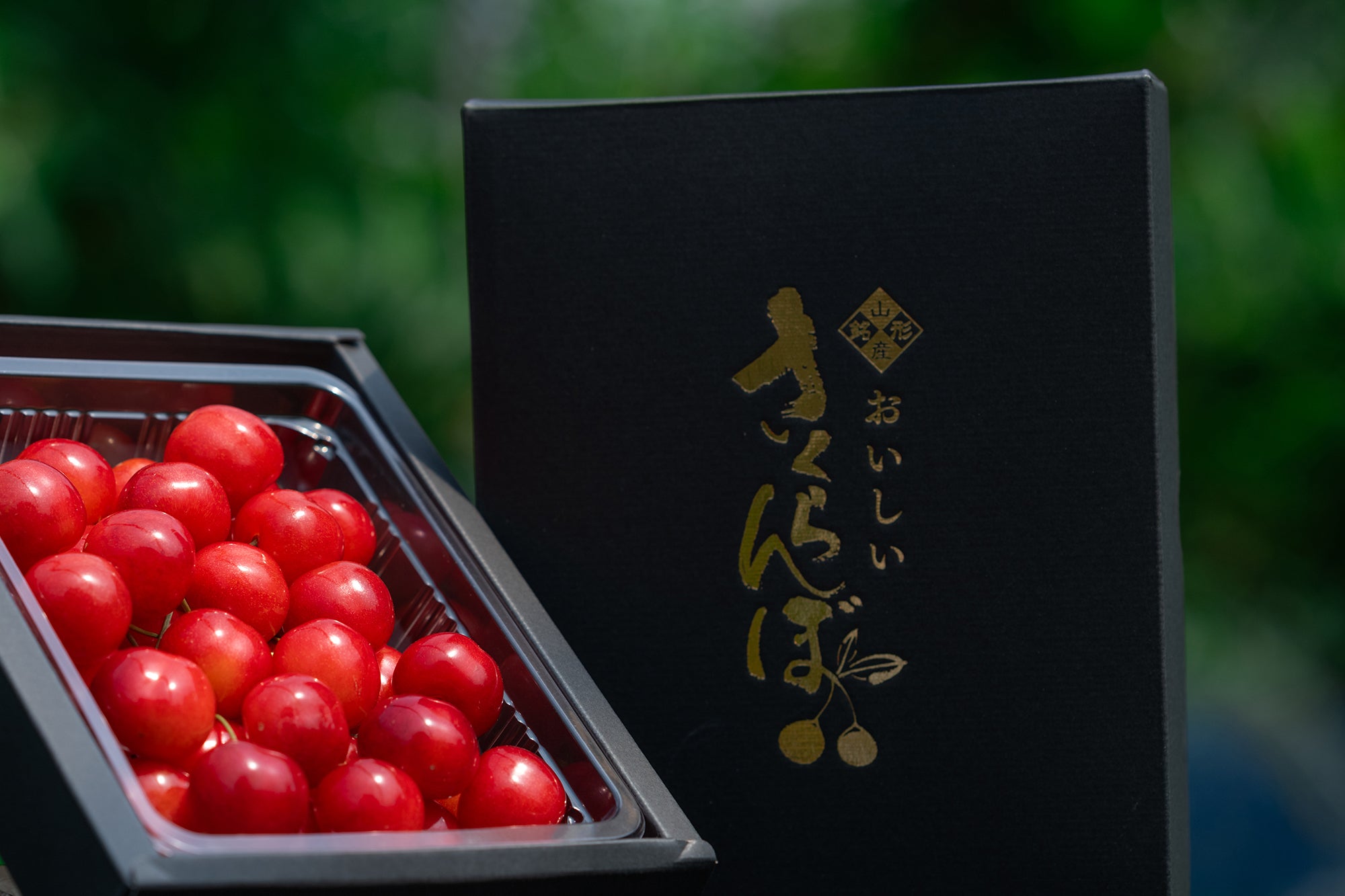 山形セレクション認定品 さくらんぼ 佐藤錦 特秀品 2Lサイズ以上 300g