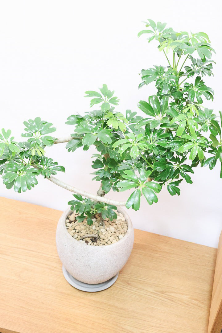 シェフレラ レナータCO61431| 観葉植物の通信販売 | APEGO(アペーゴ)