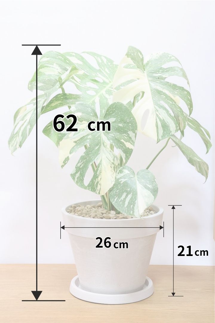 モンステラ タイコンステレーションPP61434A| 観葉植物の通信販売