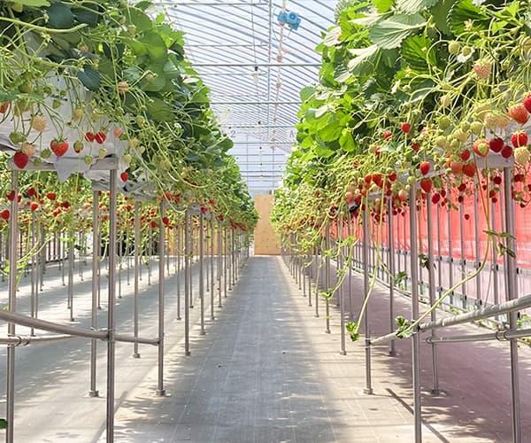 いちご狩り│ストロベリーファーム ベリーベリーベリー【埼玉県加須市】