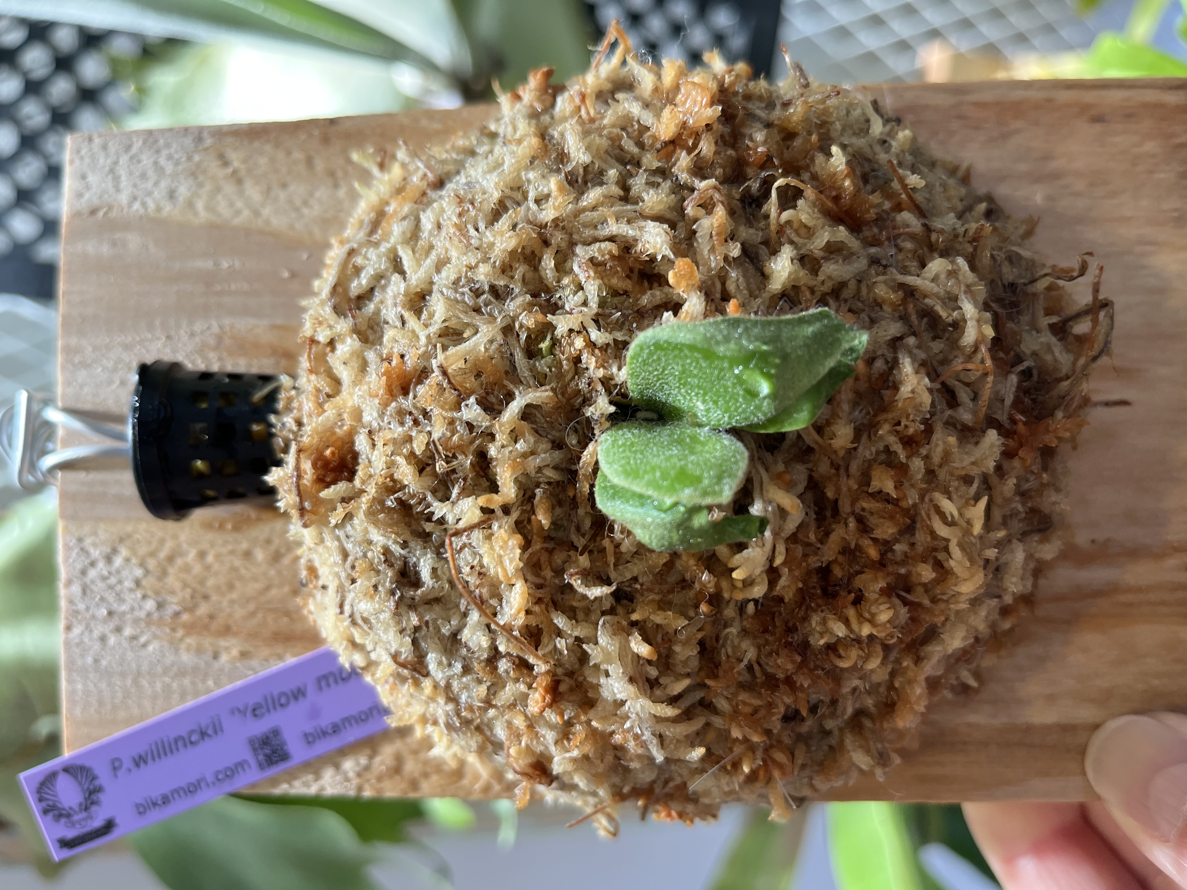 nanoの成長点、埋まっているのか？ ビカクシダの森