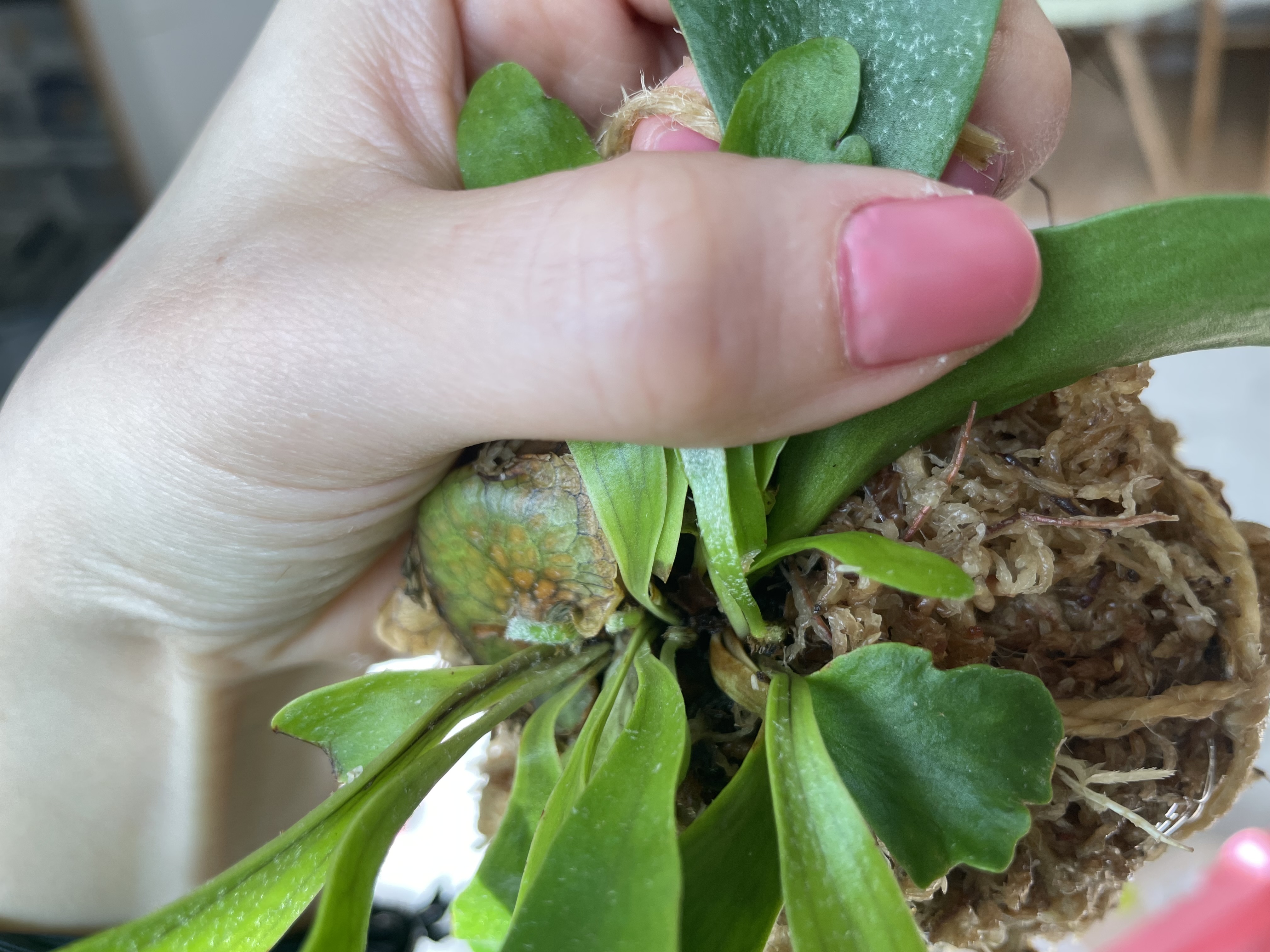 nanoの成長点、埋まっているのか？ ビカクシダの森