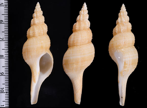 Microshells: Granulifusus discrepans ナカヤマナガニシモドキ