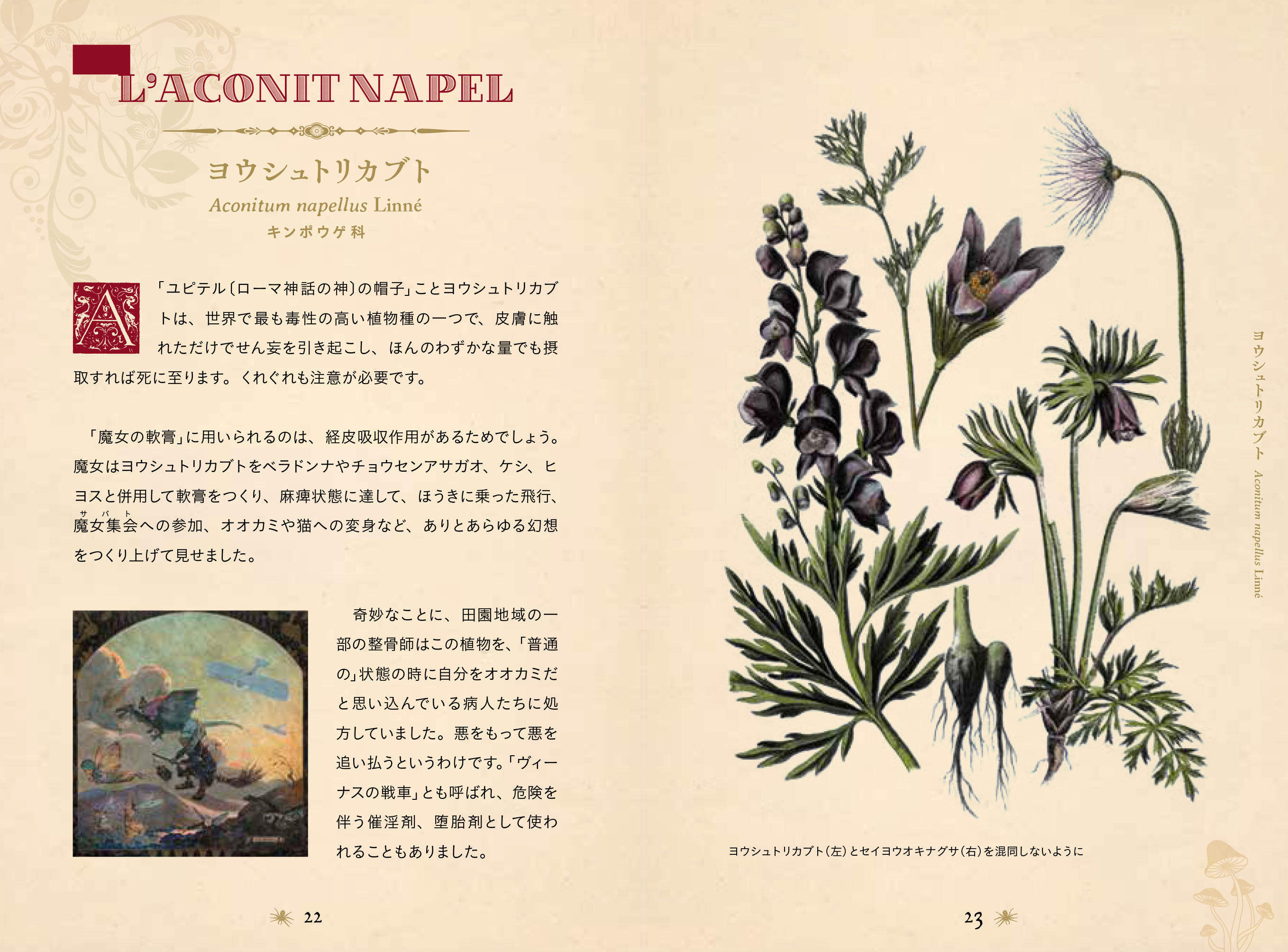 空を飛ぶための軟膏に？ 魔女が愛した「毒草」の世界 『禁断の毒草事典