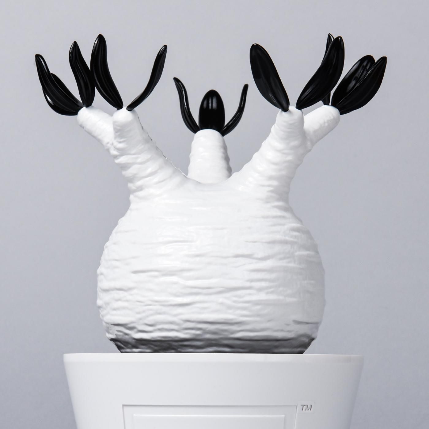 Pachypodium Gracilius gloss var. WHITE – BOTANIZE