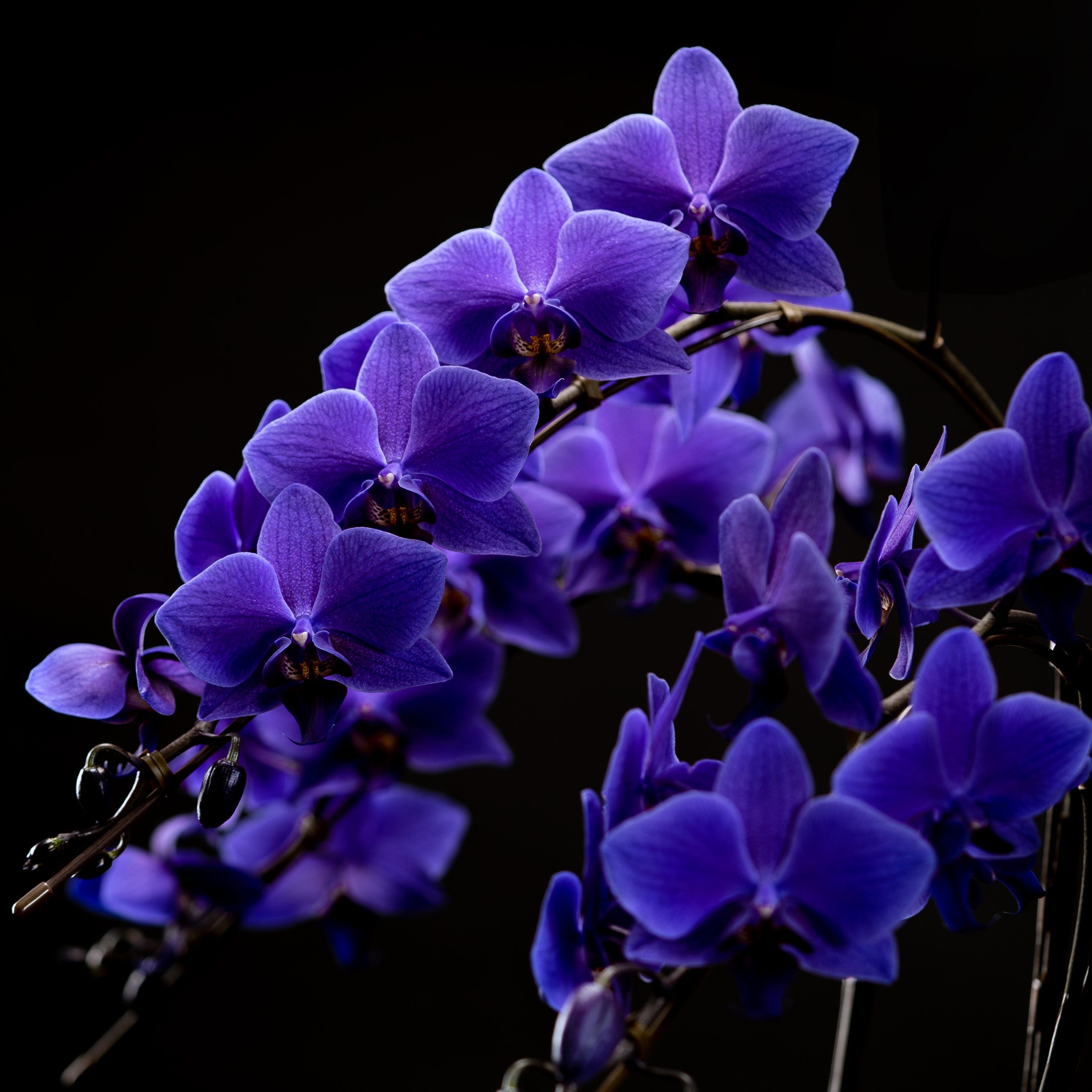 公式】青色胡蝶蘭ブルージーン5本立鉢（豪華ラッピング）世界初の特別