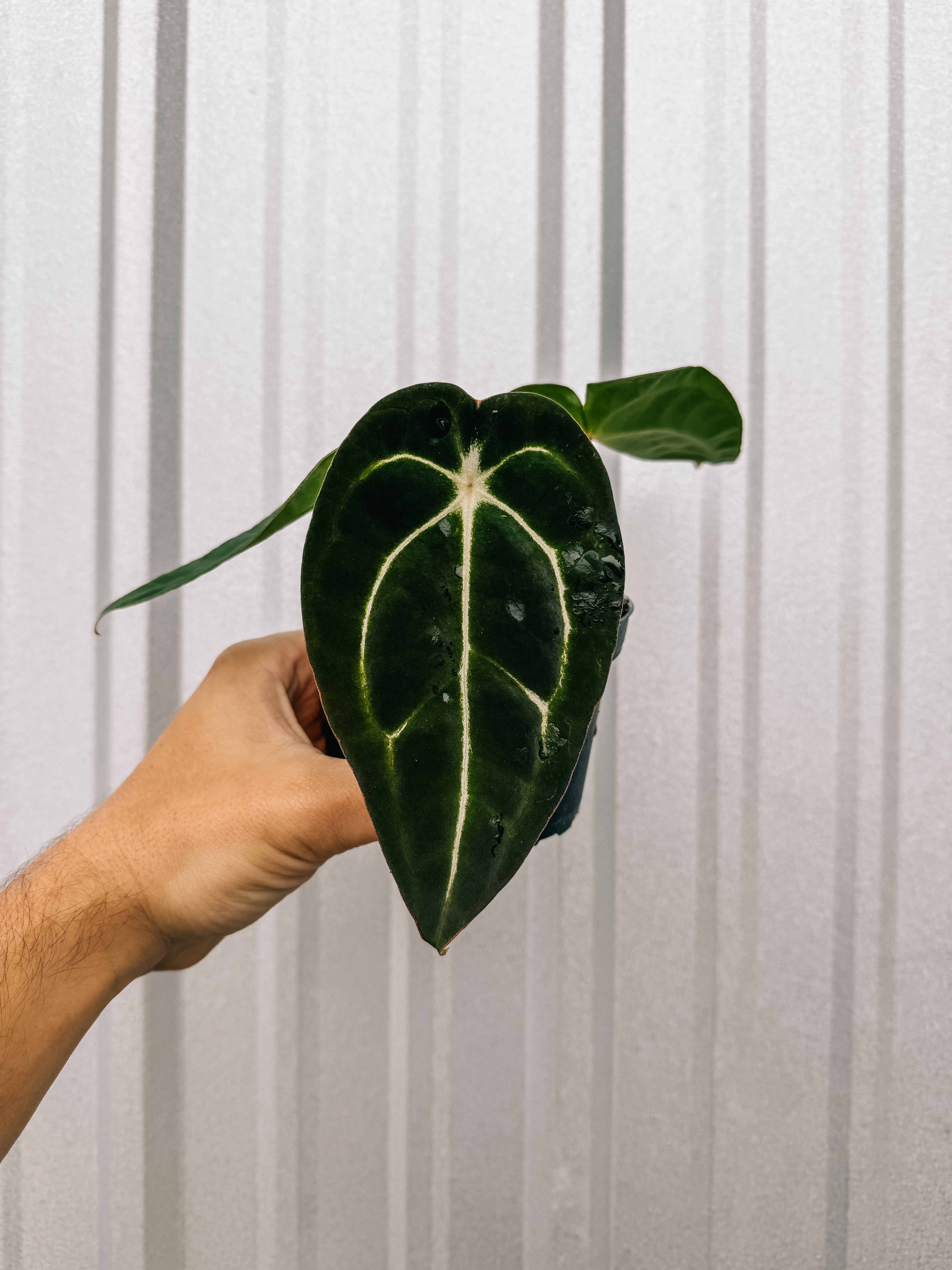 IMG-0329.jpg?v=1733508046&