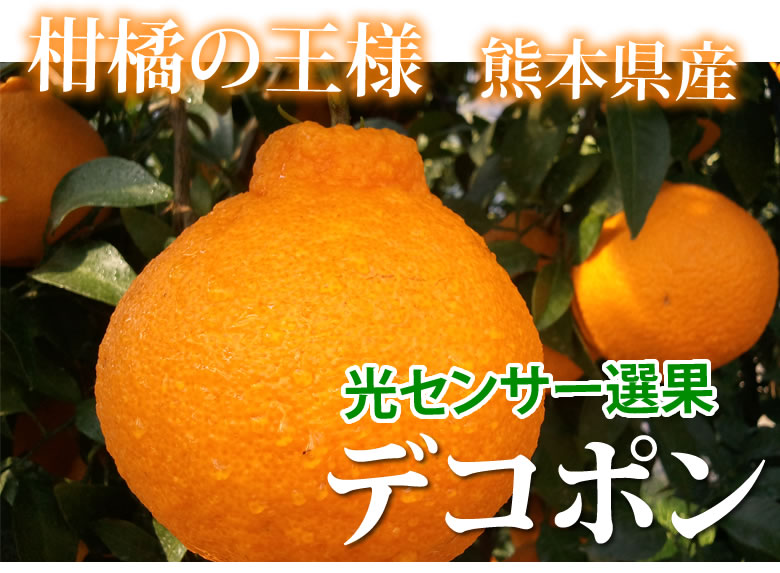 デコポン 光センサー選果 送料無料 約2kg DEKOPON ハウス栽培 熊本県産