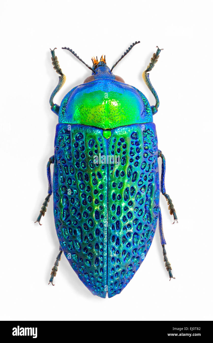 標本 Australia Stigmodera groriosa 18mm 標本 Australia Stigmodera