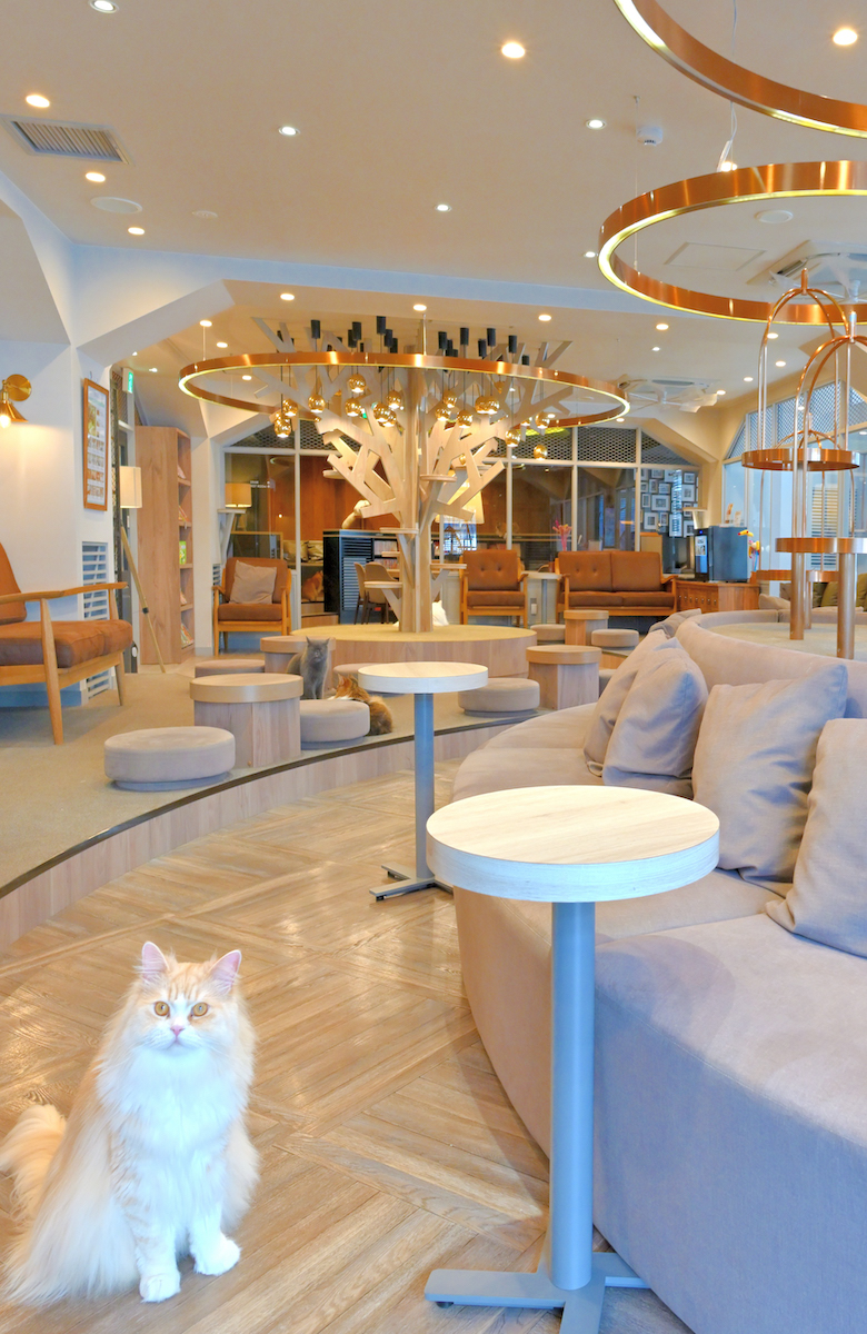 渋谷公園通り店｜猫カフェ MOCHA(モカ)