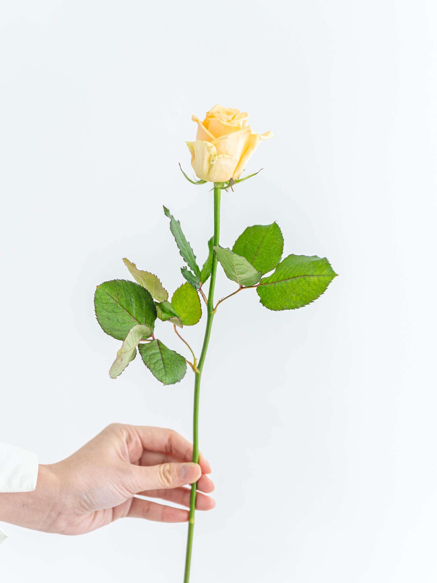 バラ（オレンジ）ピーチアバランチェ｜花の仕入れを簡単に。花材の卸