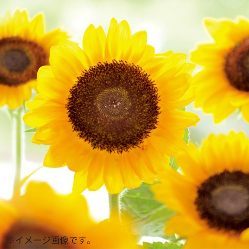 聖新陶芸 ひまわり栽培セット GD1033｜【ハンズネットストア】