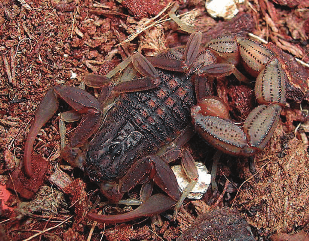 Hottentotta caboverdensis (Cape Verde alligator back scorpion