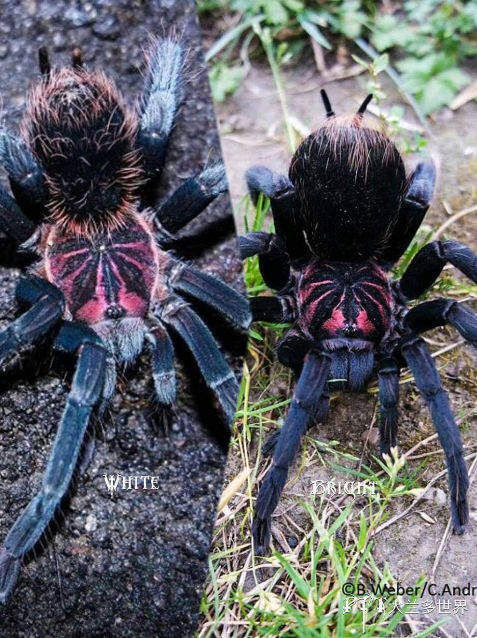Xenesthis sp. Bright (Colombian lesserblack tarantula) – Scorpo Hunter