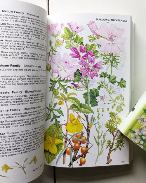 台湾 イギリスおよびヨーロッパのアルプス植物図鑑/古書/図鑑/花藝