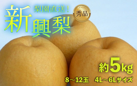 先行予約】上野梨園の新興梨 8～12玉入 約5kg 4L～6L【秀品】《数量