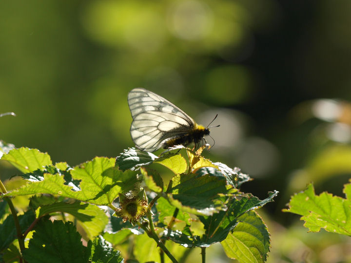 ウスバシロチョウ