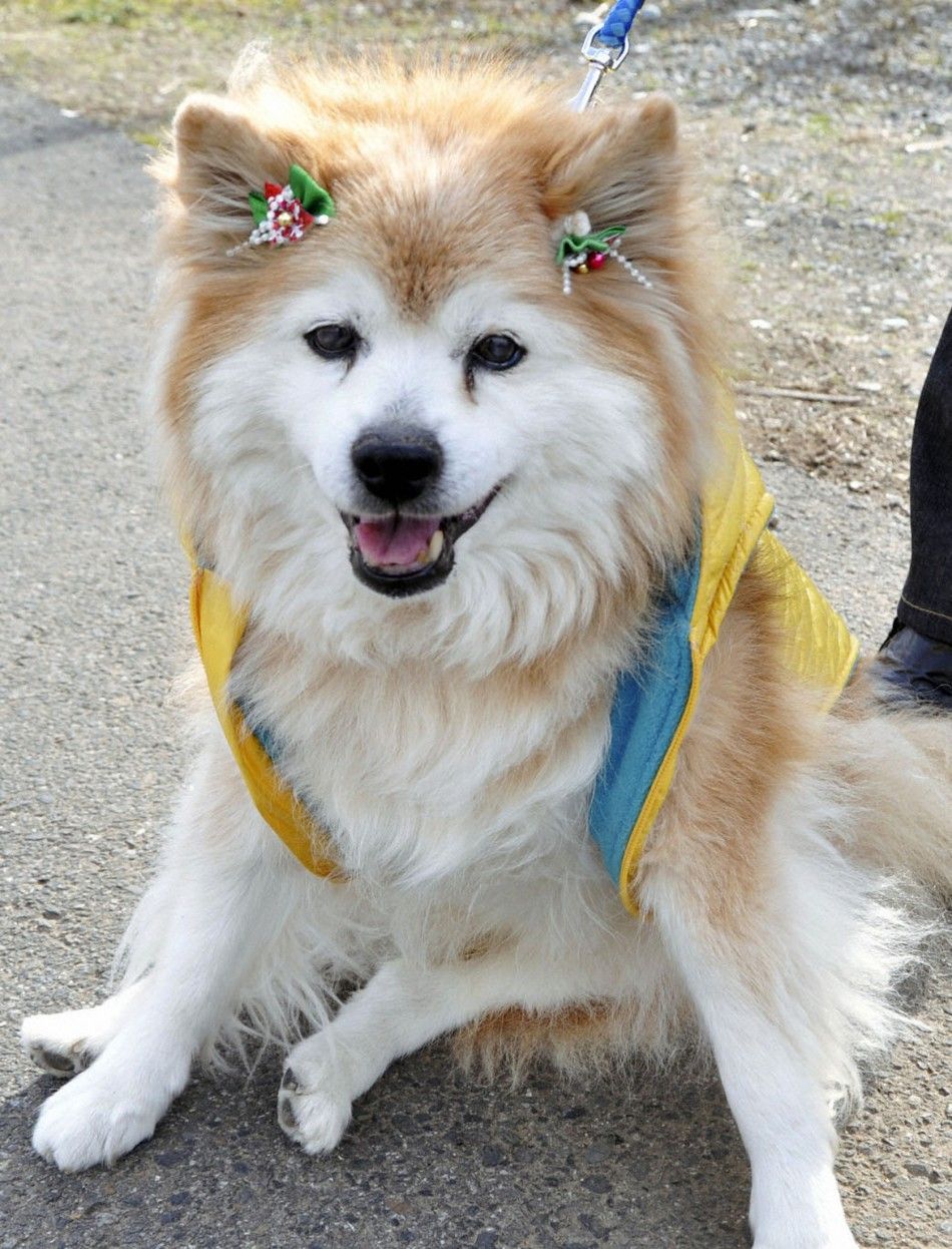 Pusuke, World's Oldest Dog Dies; Lived 26 Years, 9 Months (PHOTO