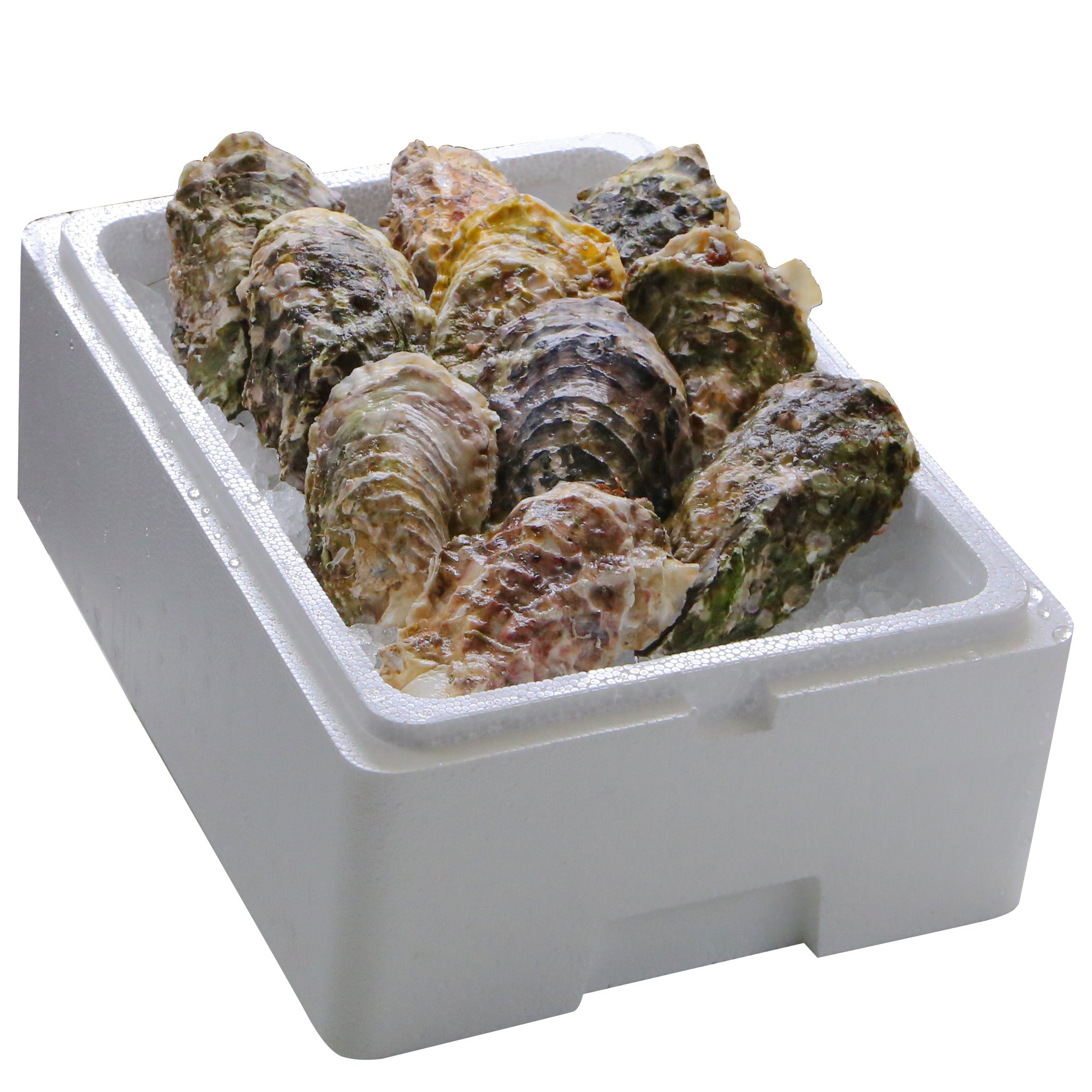 岩手県山田町産｜生食用 殻付き牡蠣30個 | DENMOUNTAIN