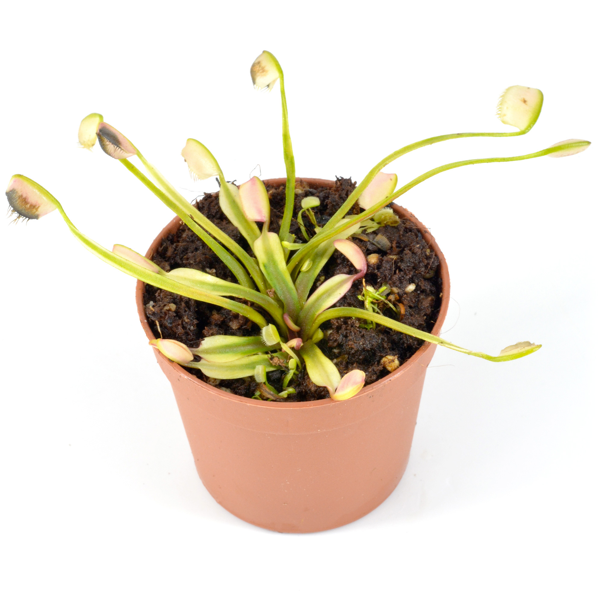 Variegated Venusflytrap | Diflora