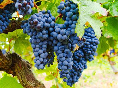 シャトー・ロック・ド・カンブ CH.ROC DE CAMBES | エノテカ - ワイン通販