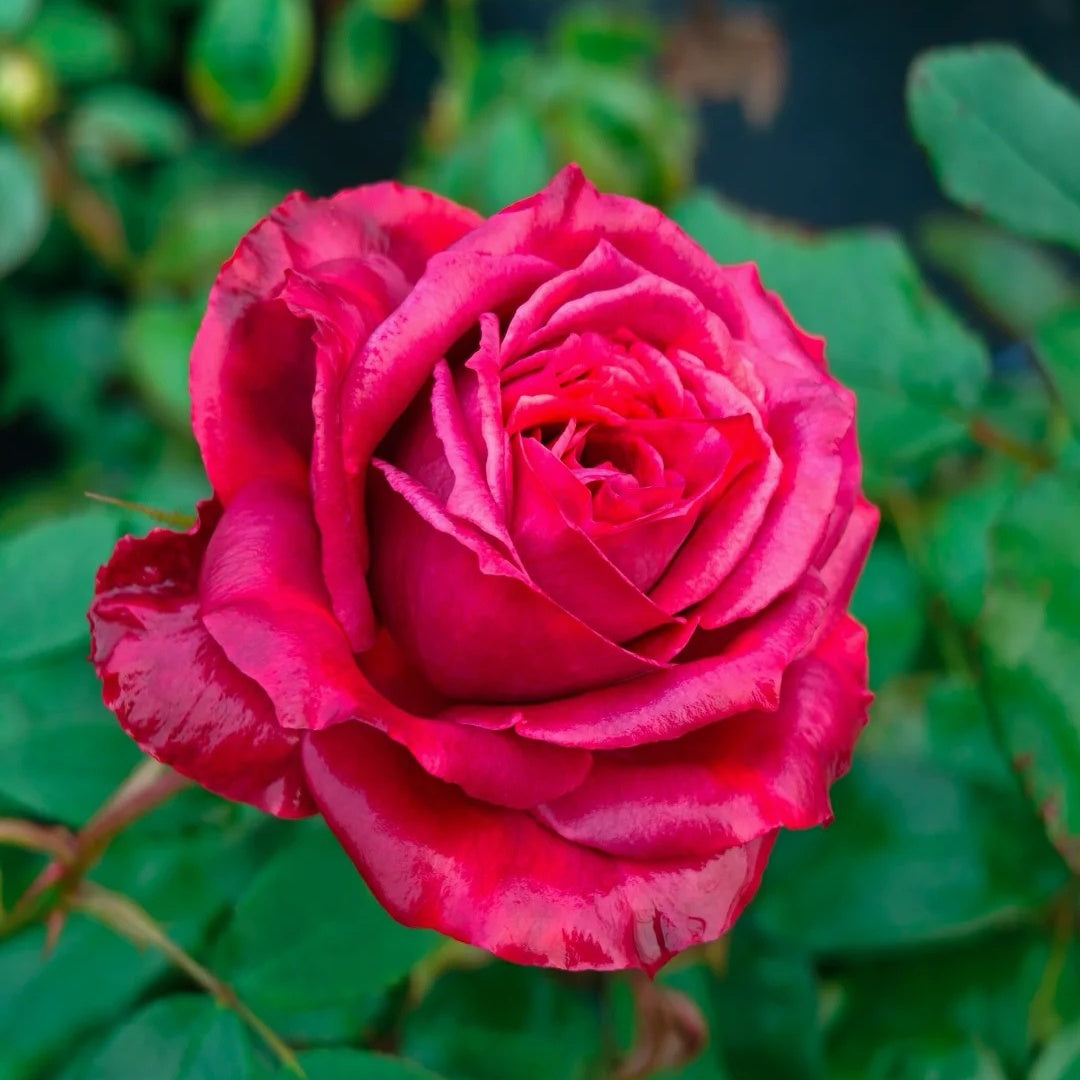 Black Tea Rose-红茶 | Japanese Shrub Roses – Ergongzy Roses