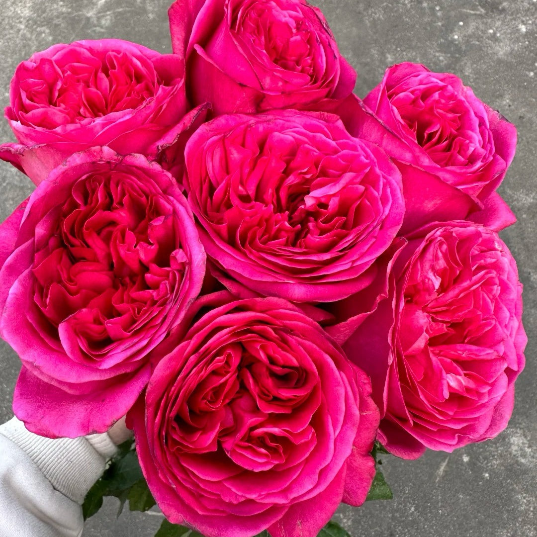 Hot X-pression Rose-火热印象｜Netherlands Cut Rose – Ergongzy Roses