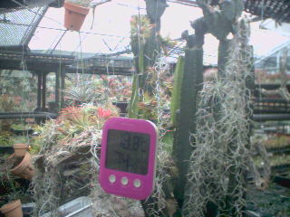 Tillandsia1エアプランツ・エアープランツ専門店生産育成農場